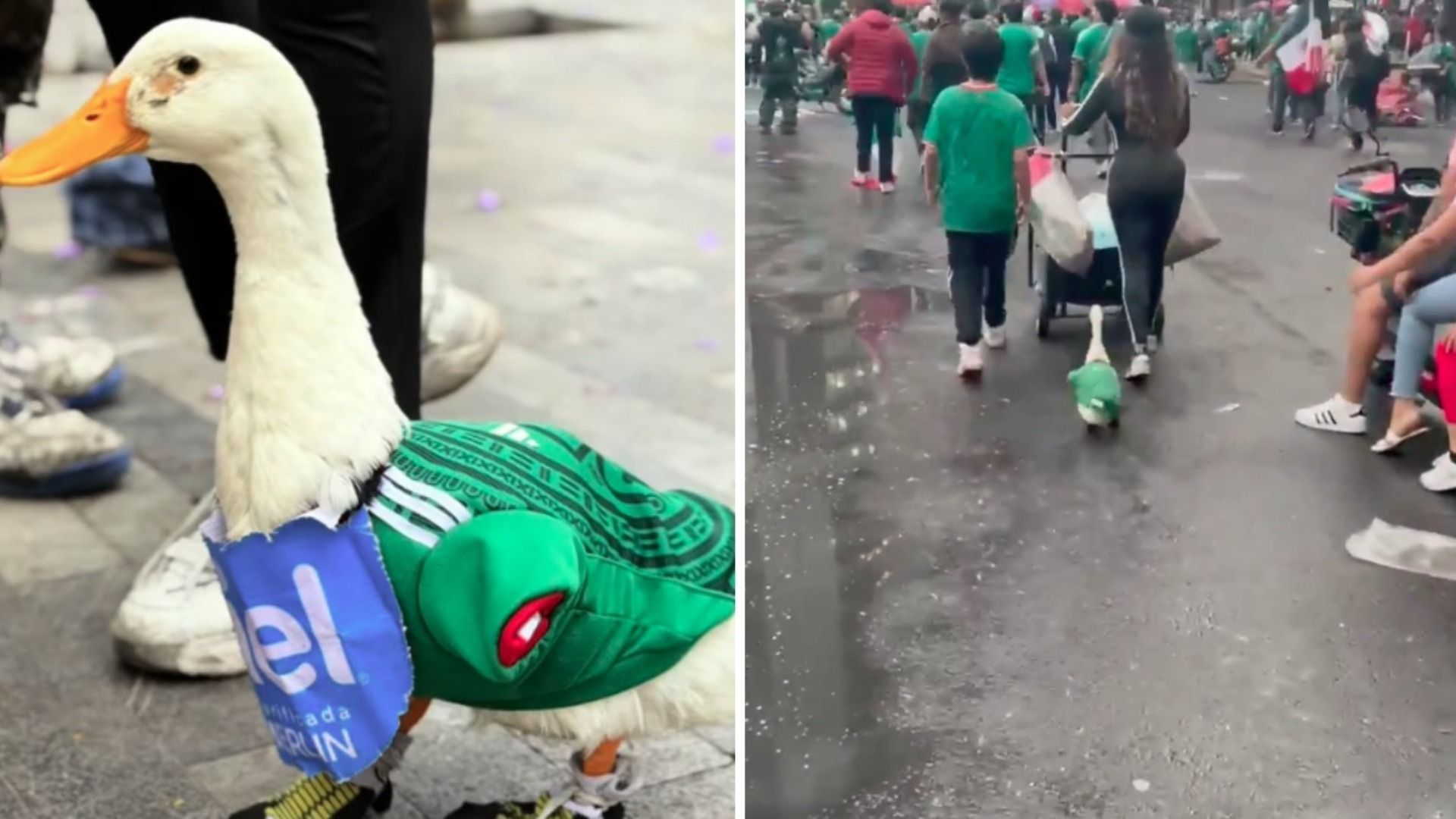 ¿Quién Es el Pato Viral que Celebra Victoria de México sobre Sudáfrica?