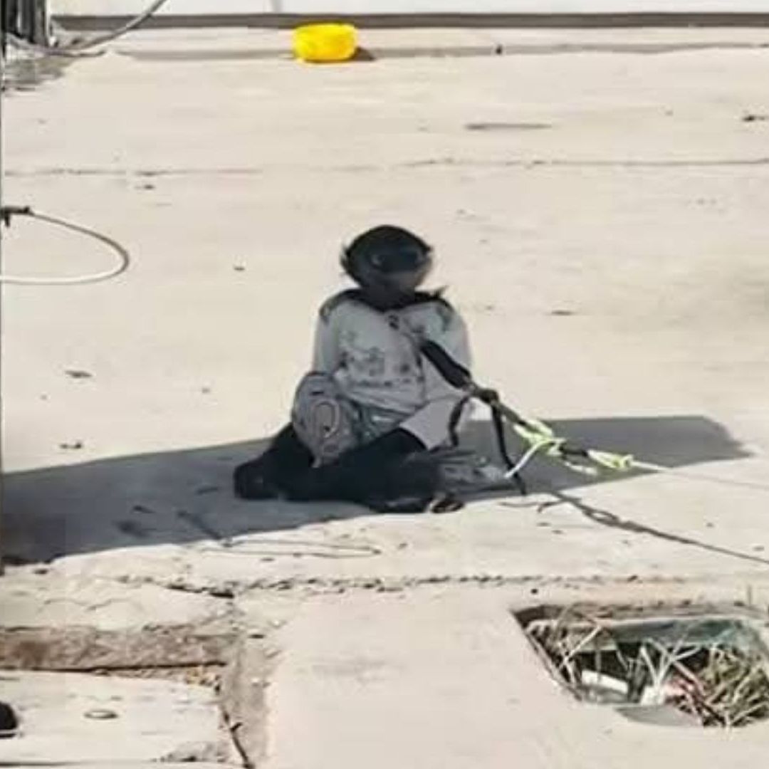 mono araña