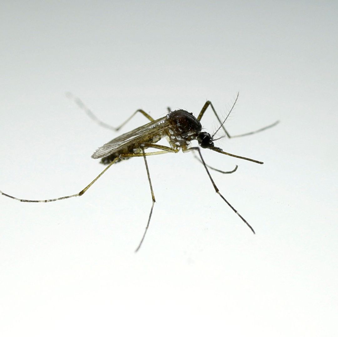 Mosquito
