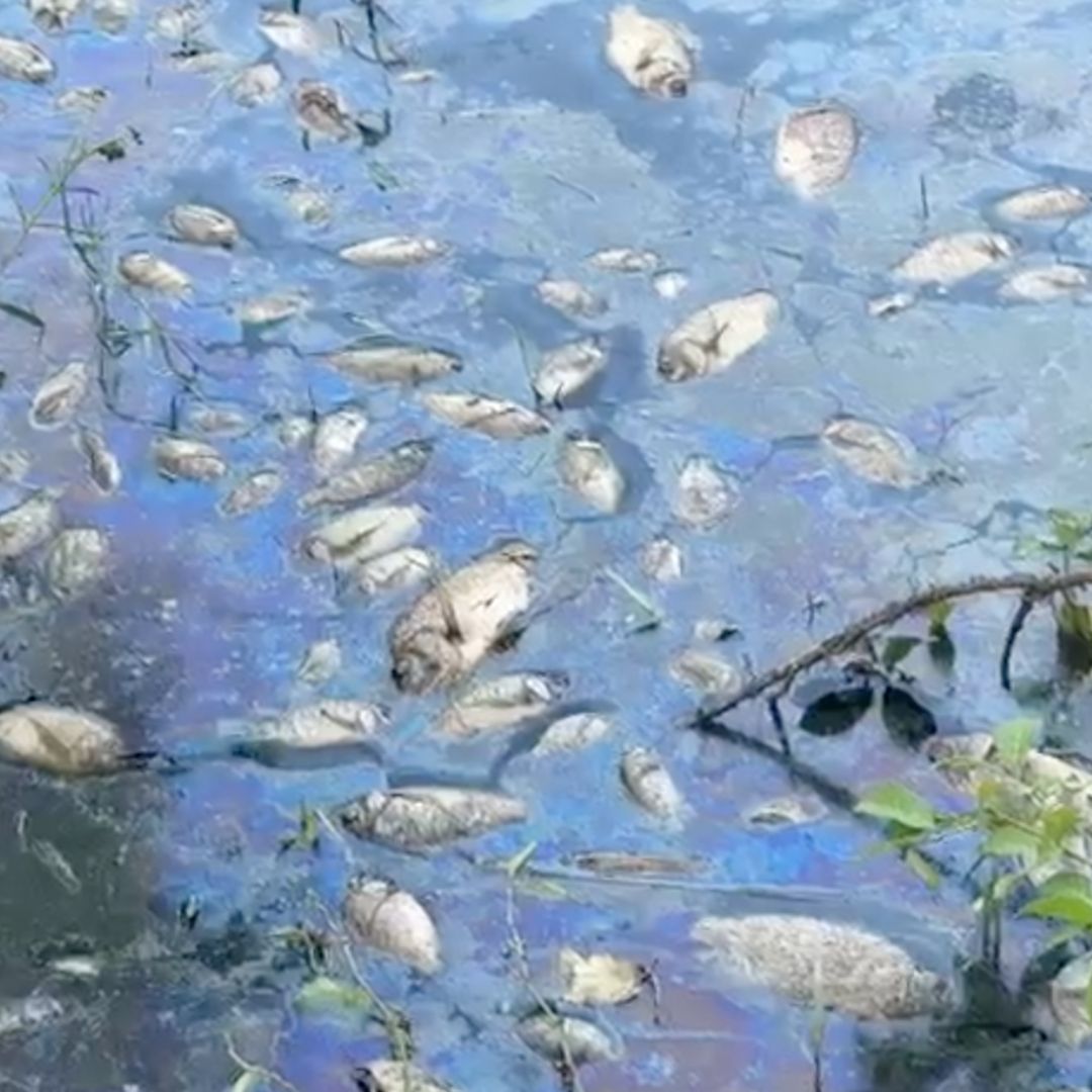 Reportan Mortandad de Peces por Presunta Contaminación en la Cuenca del Papaloapan, Veracruz