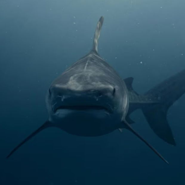 Un tiburón