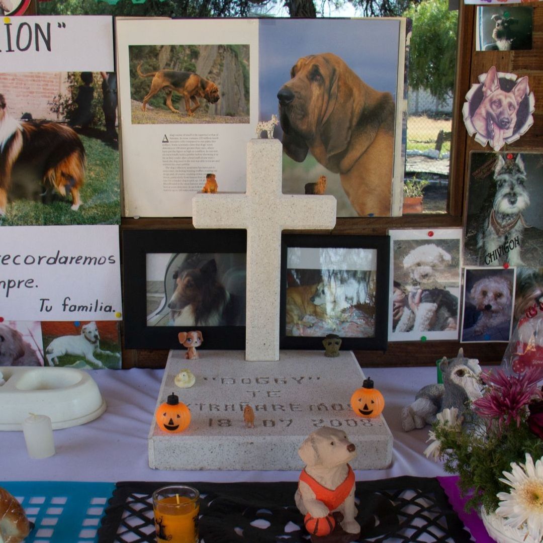 Buscan Asueto con Goce de Sueldo por Muerte de Mascotas ¿Dónde y Cuándo?