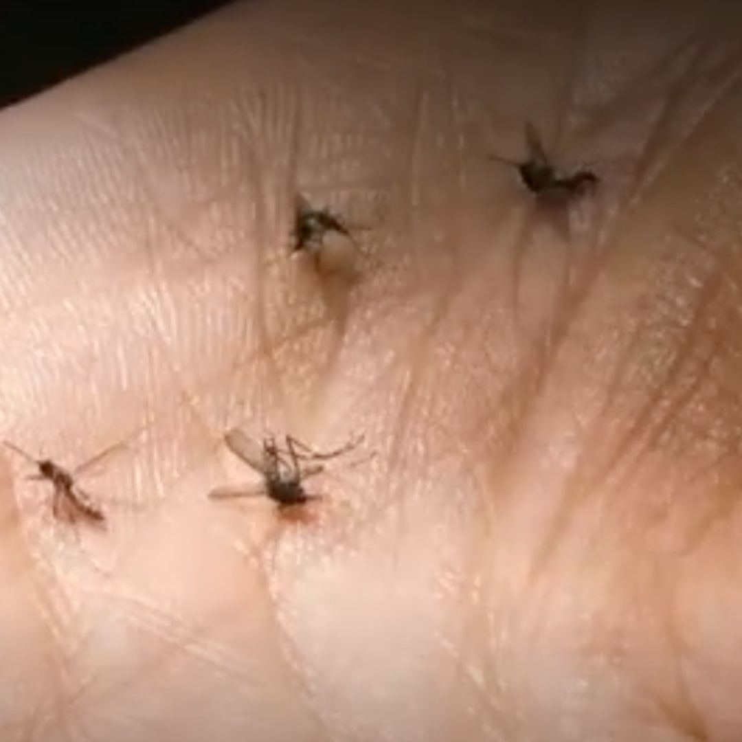 Veracruz enfrenta un grave brote de dengue con 916 casos confirmados y tres muertes en 2026