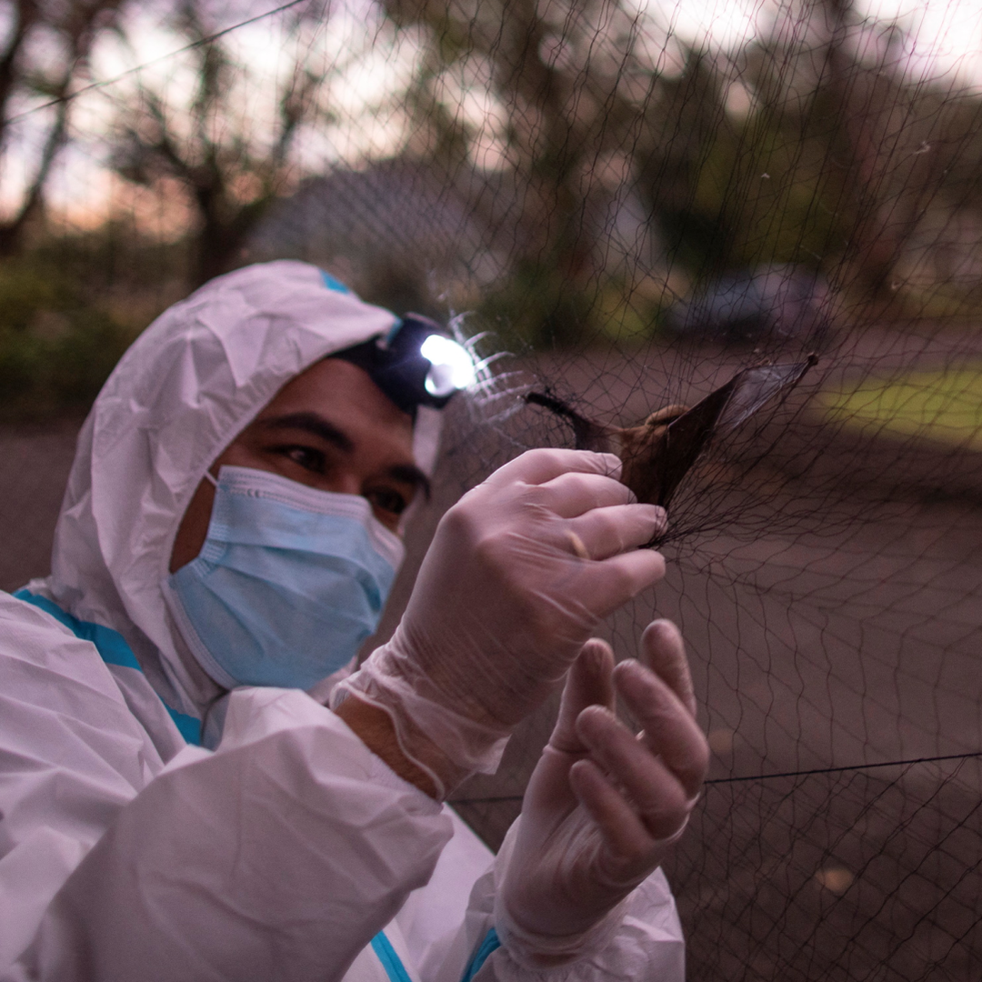 Especialista captura murciélago para buscar nuevos virus