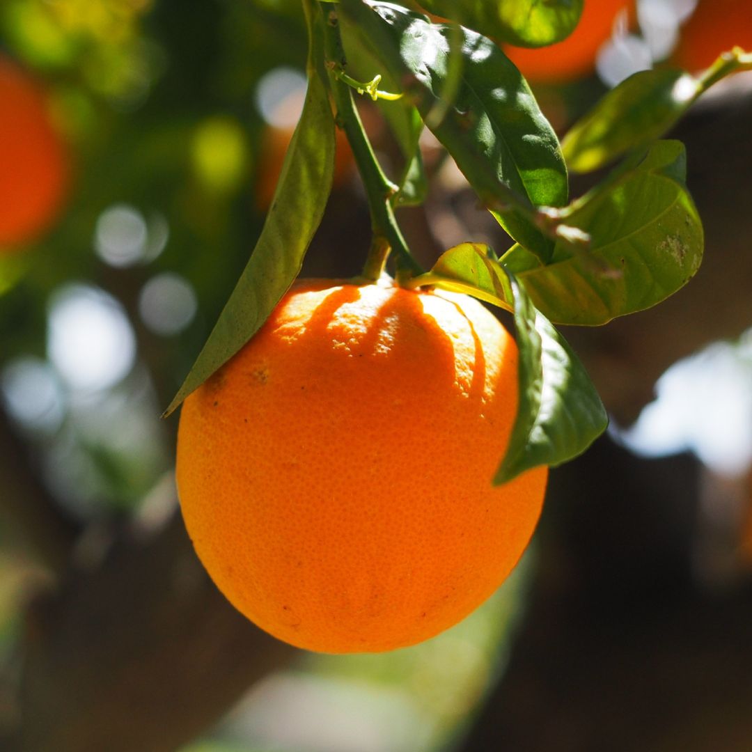 Árbol de naranjas.