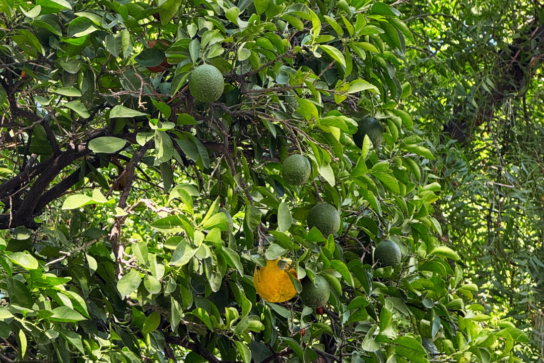 Por Esta Razón se Quitan las Naranjas Frente al Palacio Antes del Grito en Hermosillo