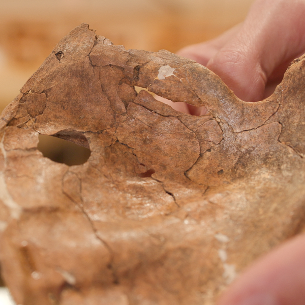 Hueso de neandertal atravesado por una lanza hace 75 mil años