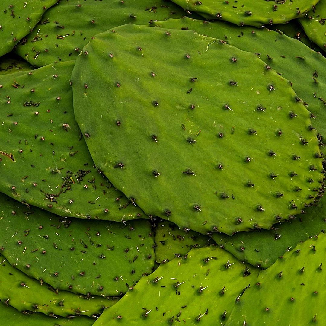 Nopales con espinas en la Feria del Nopal en el Monumento a la Revolución en junio 2025. Foto: Cuartoscuro