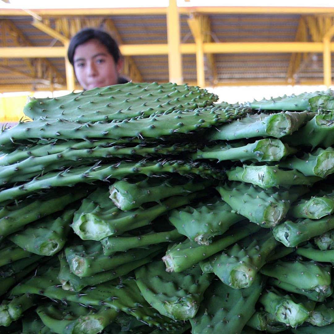 Muestra gastronómica del nopal en Milpa Alta en noviembre 2009. Foto: Cuartoscuro | Archivo