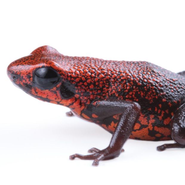 Nueva especie rana
