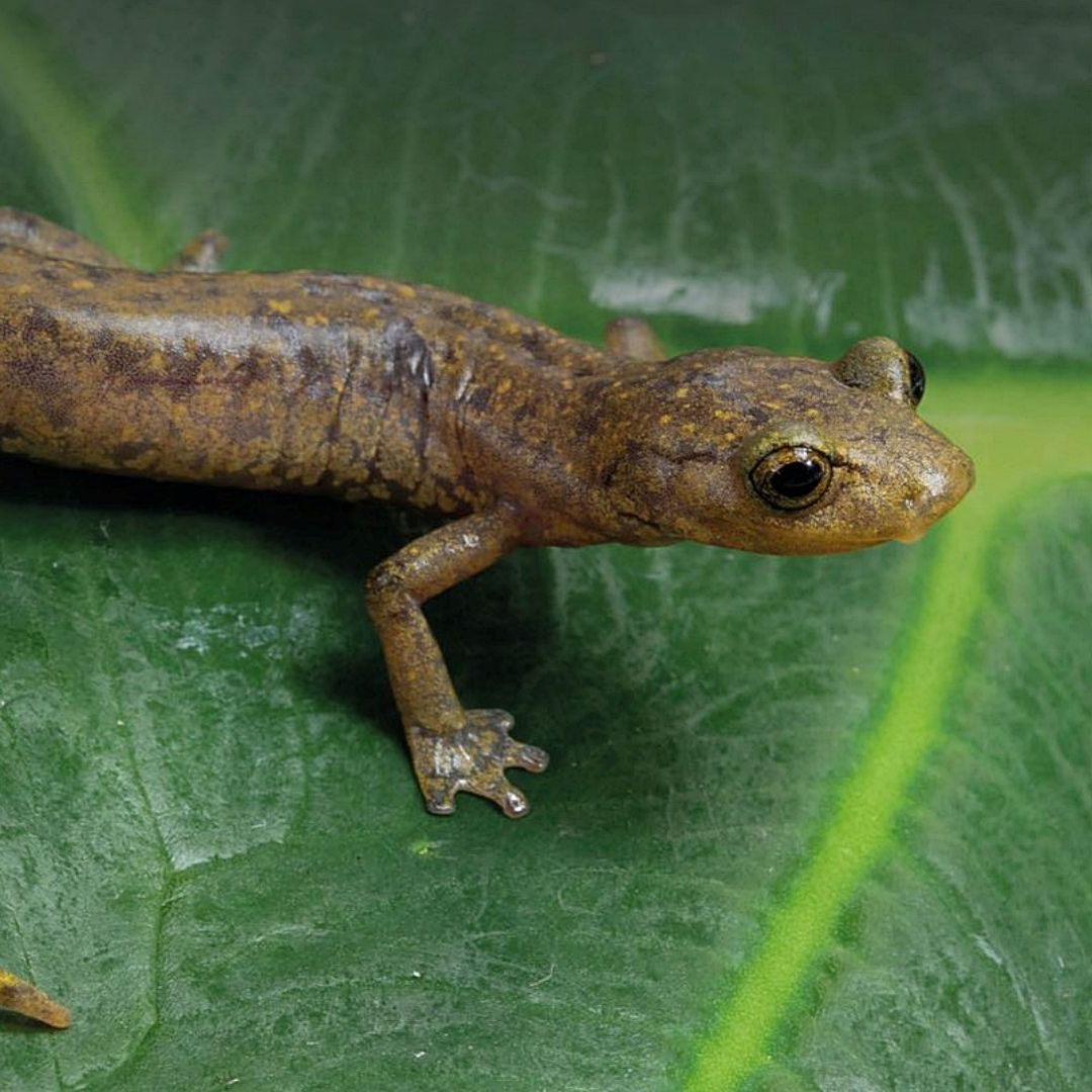 Nueva especie de salamandra descubierta en México