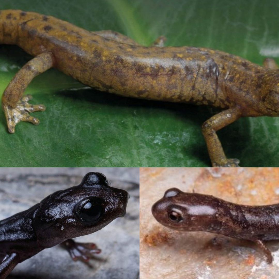 Nuevas especies de salamandras descubiertas en México.