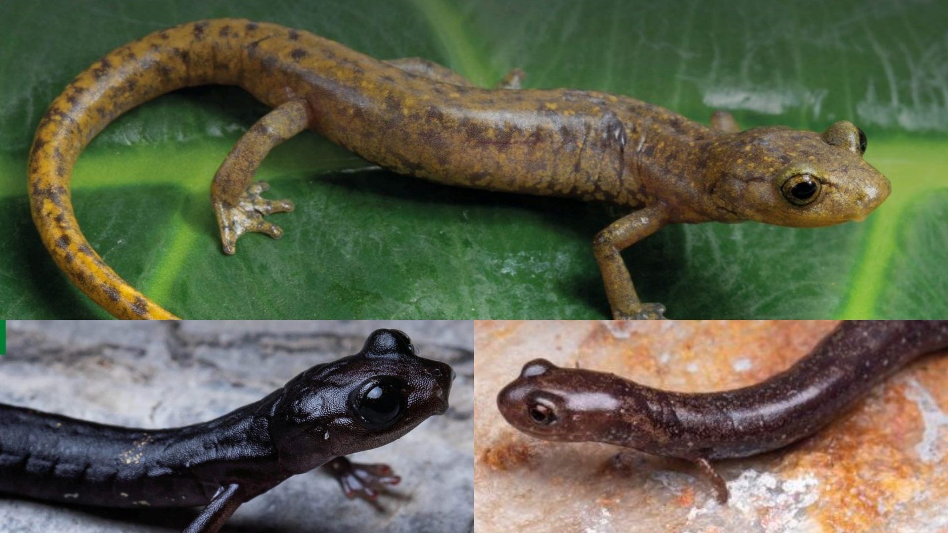Nuevas especies de salamandras descubiertas en México.