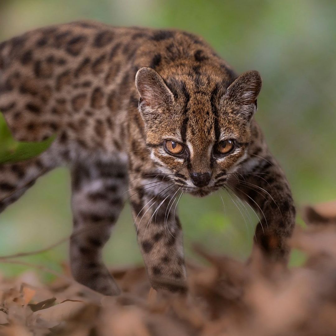 Un ejemplar de ‘Leopardus tilcayo’ en el refugio de animales Senda Verde, Bolivia, el 1 de septiembre de 2026. Foto: Reuters