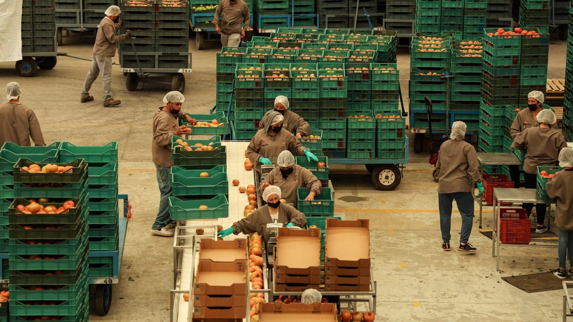 Fábrica de jitomate en Zacatecas