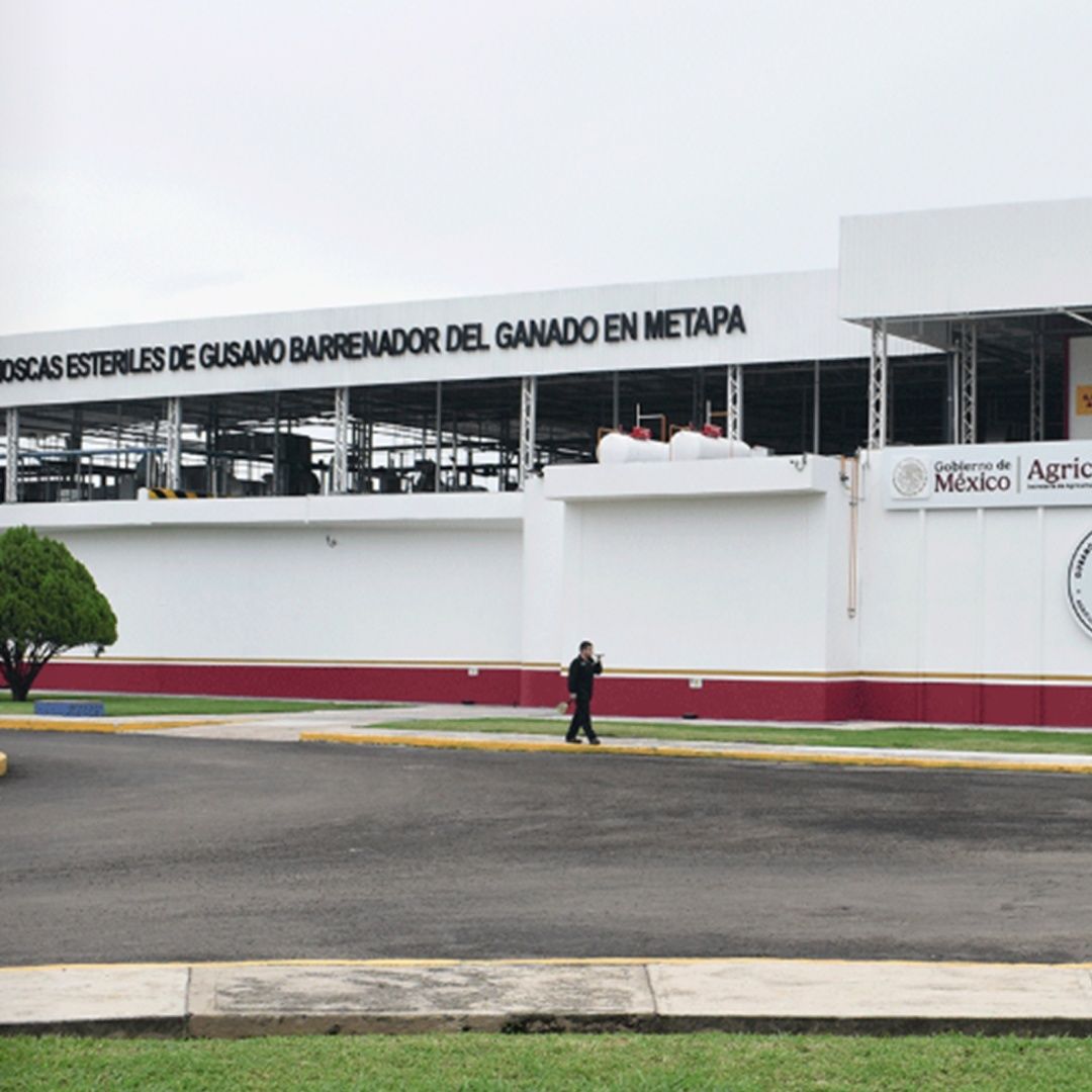Planta productora de mosca estéril de gusano barrenador del ganado en Chiapas