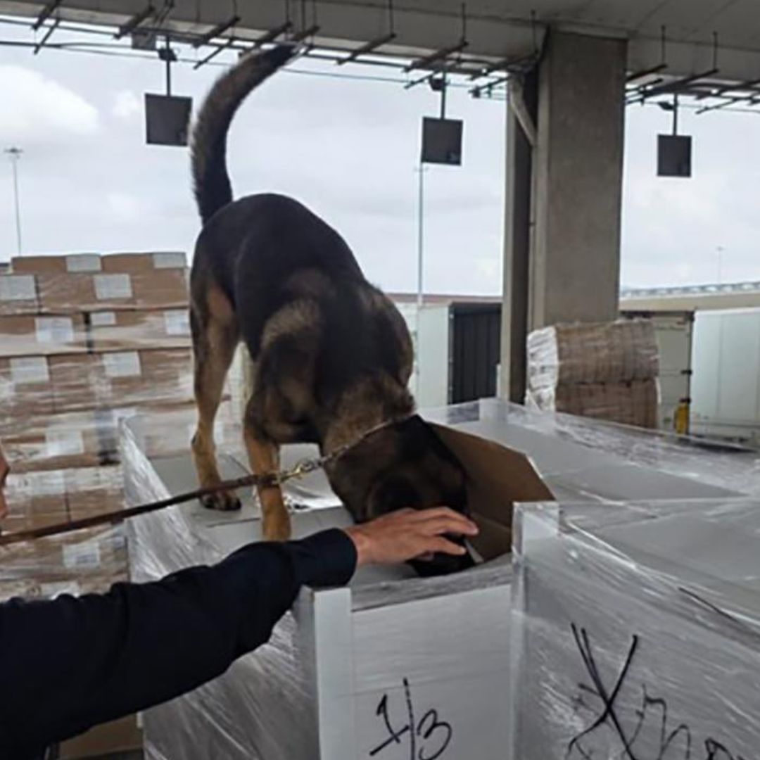 Apoyo de binomios caninos en el aseguramiento de sustancias en la Aduana de Tijuana.