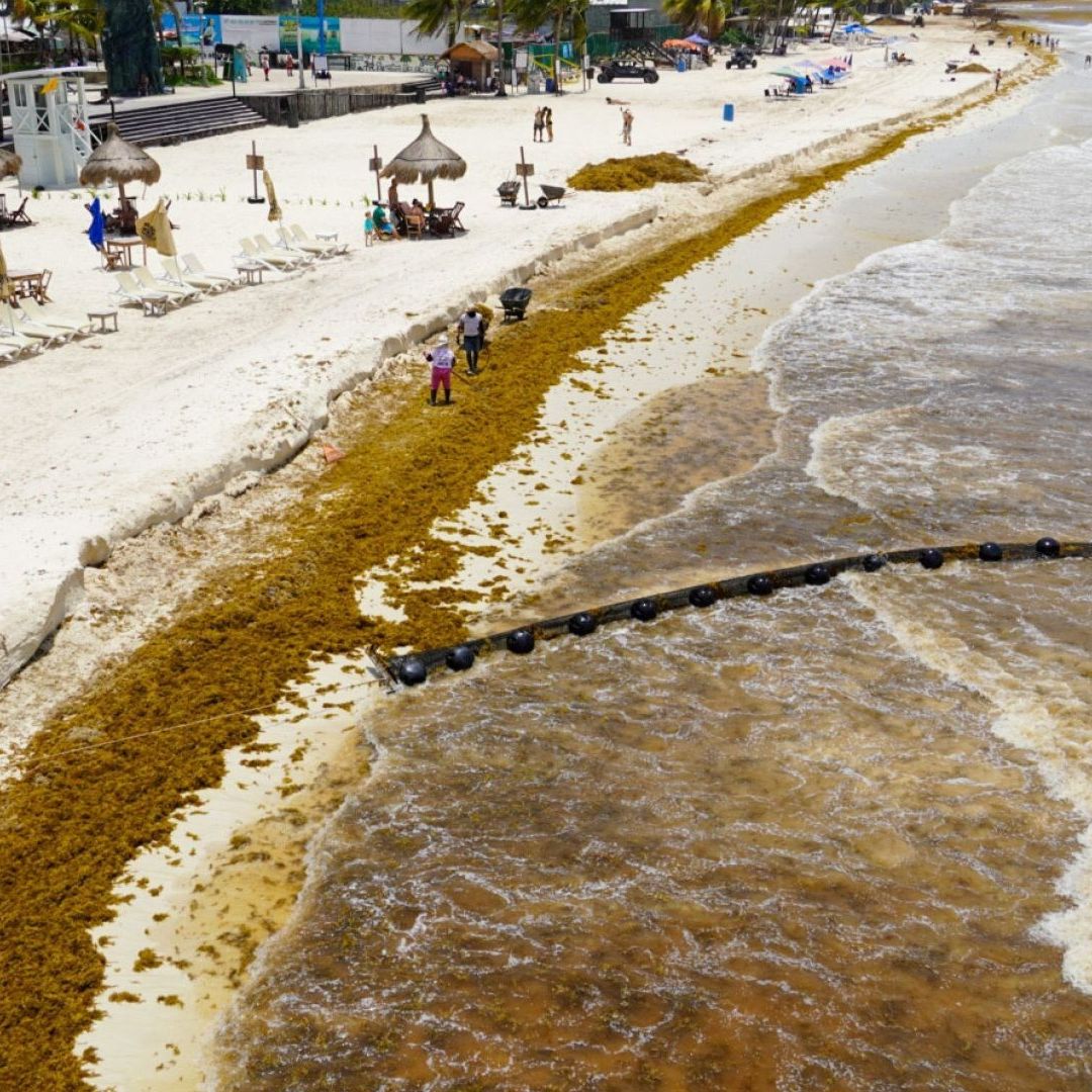 Arribo masivo de sargazo en Playa del Camen, Quintana Roo