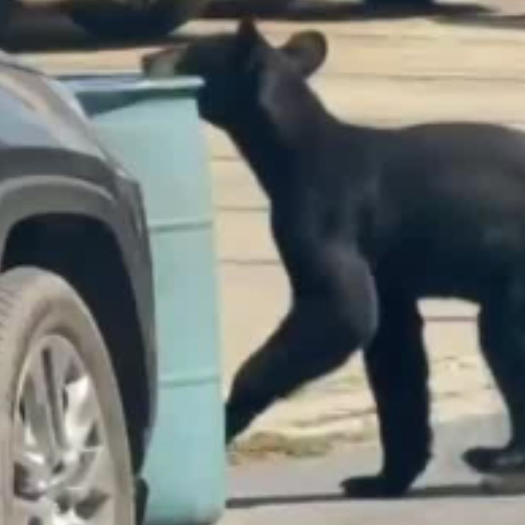oso busca comida en botes de basura