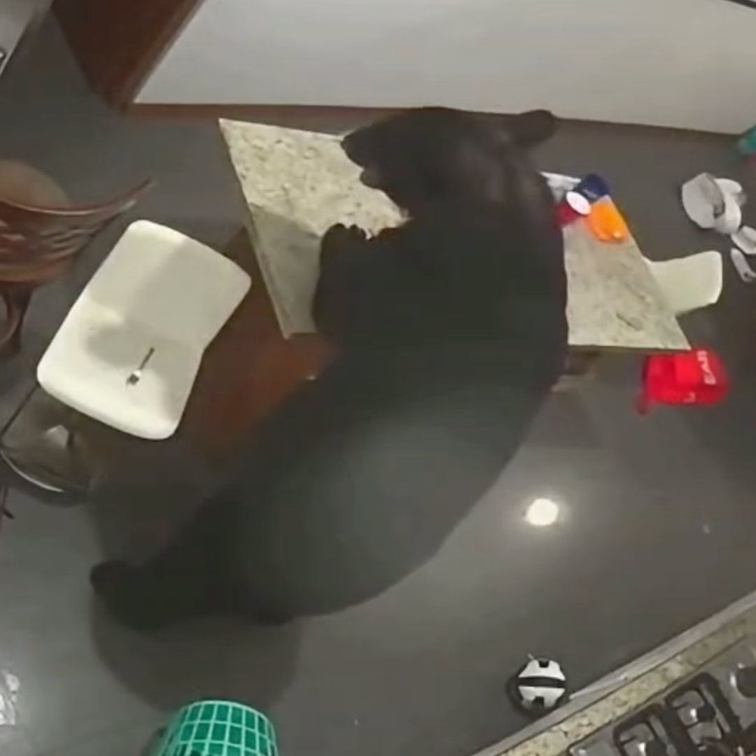Oso entra a casa en San Pedro