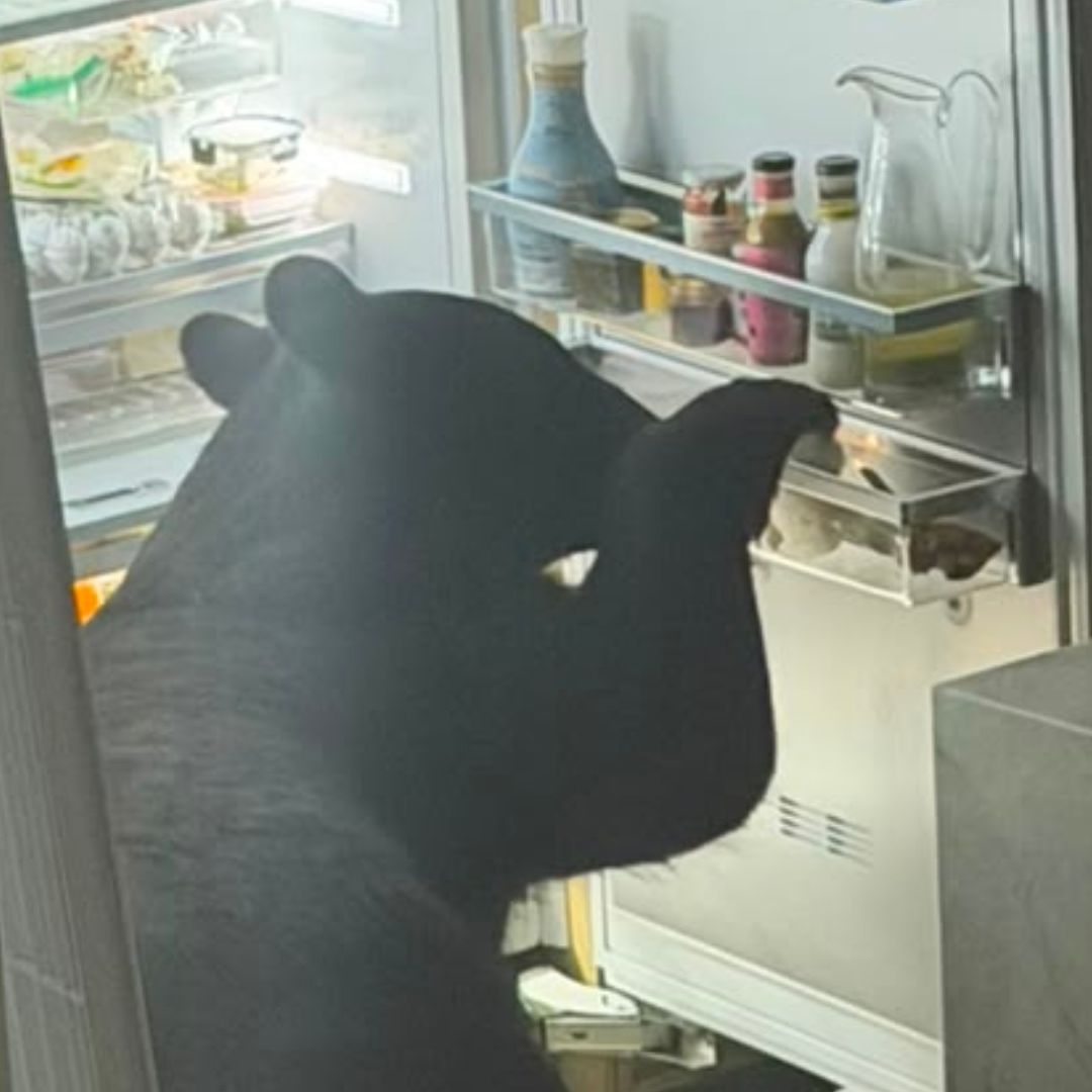 Oso abre refrigerador y come tamales en San Pedro