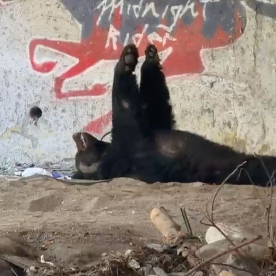 Oso dormido debajo de puente en el Parque Río La Silla
