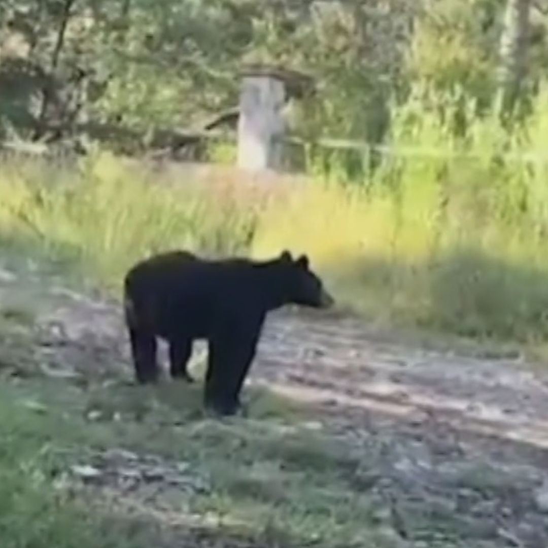Avistamiento de un oso negro en una zona poblada de Coahuila.