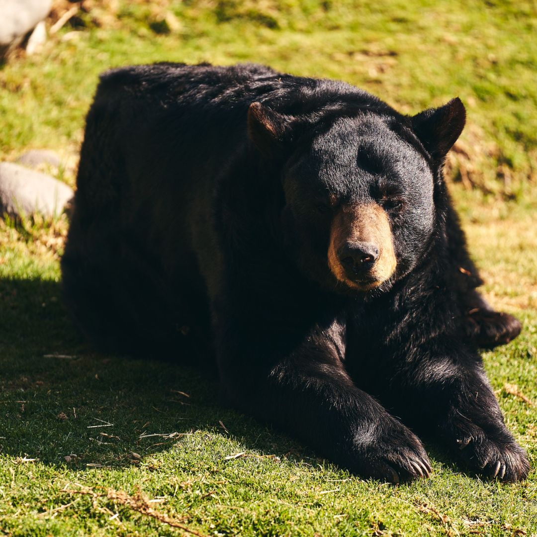 Llegada de Oso Negro Rescatado en Nuevo León a Zoológico Altiplano Tlaxcala
