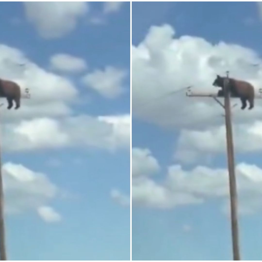 Muere Oso tras trepar en poste de Nuevo México