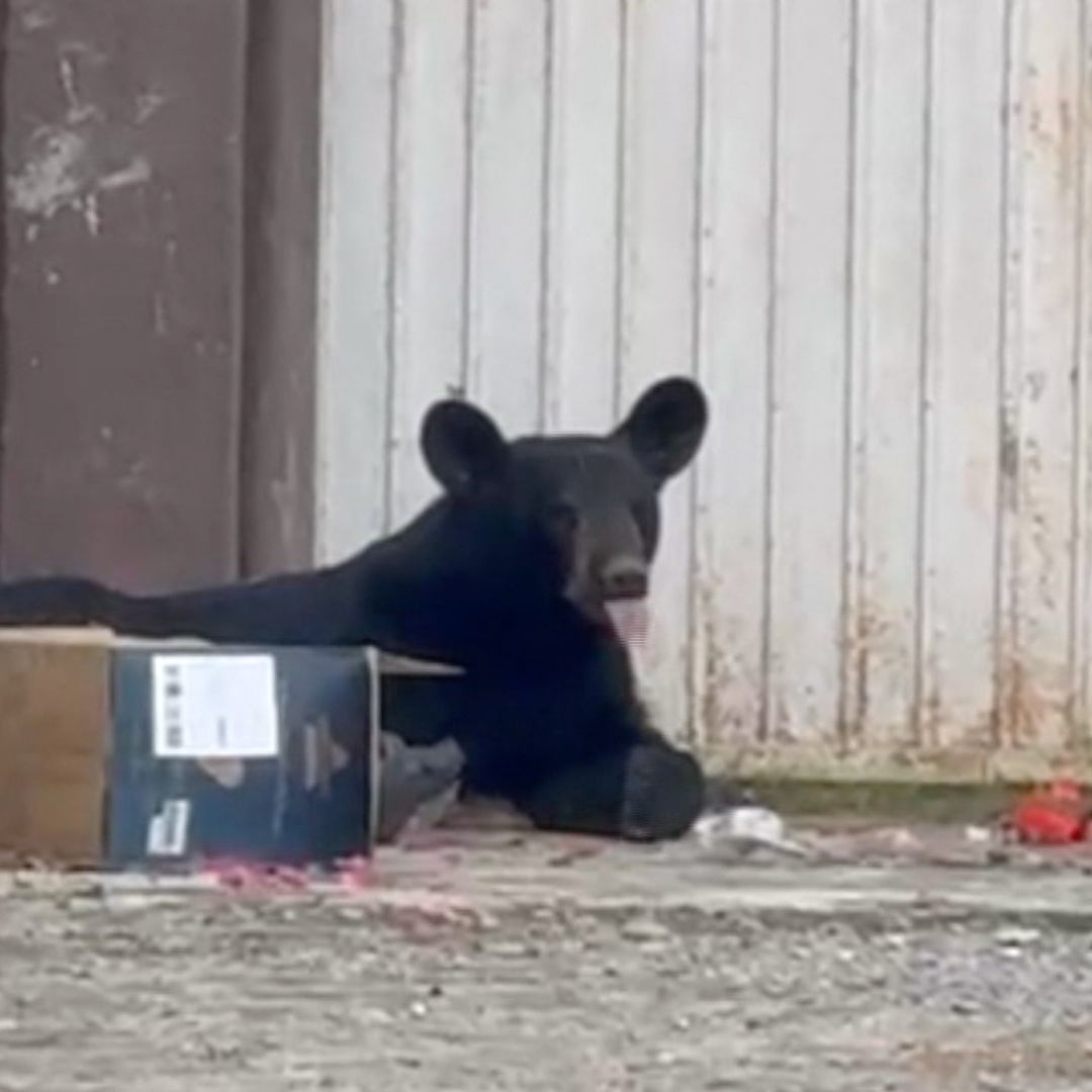 Oso atropellado