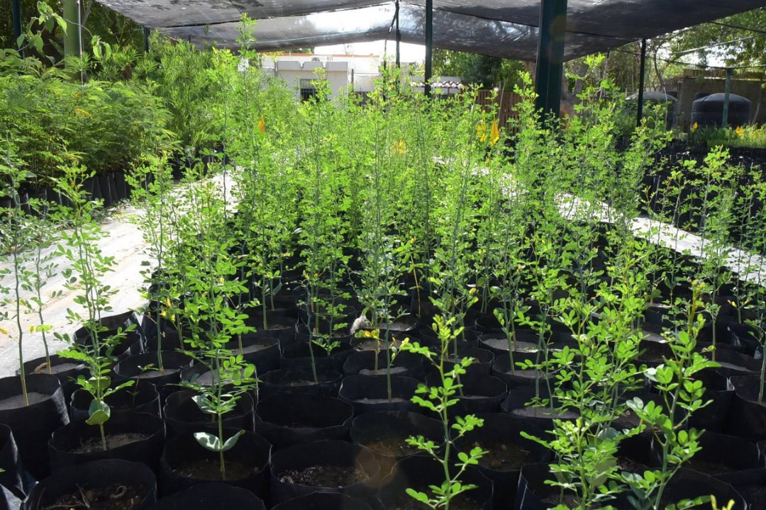 Árboles Nativos del Desierto Para Plantar en Hermosillo