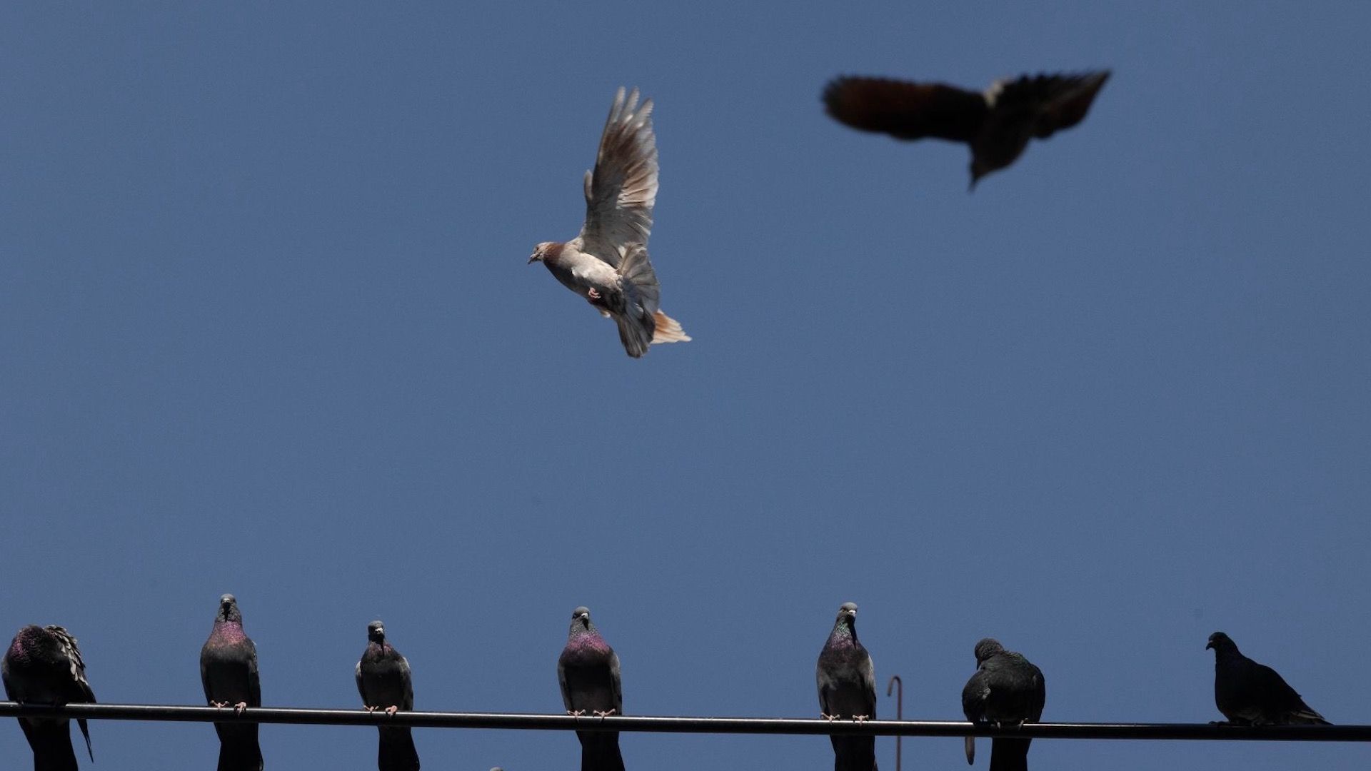 Palomas en la Ciudad de México