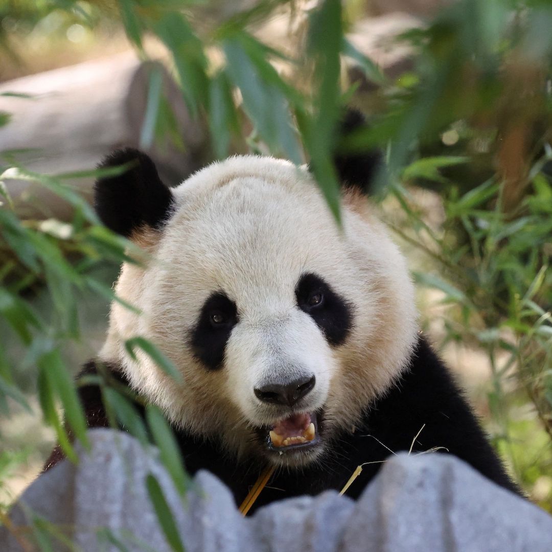 Panda Xin Bao en el Zoológico de San Diego