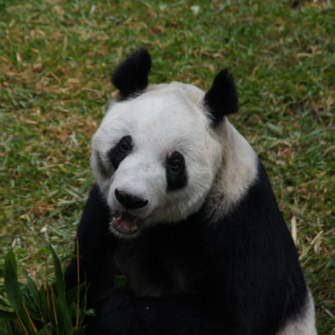 La panda gigante mexicana Xin Xin.