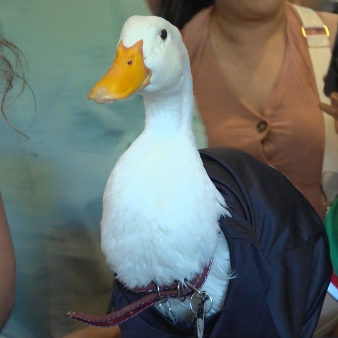Pato Merlín en Monterrey