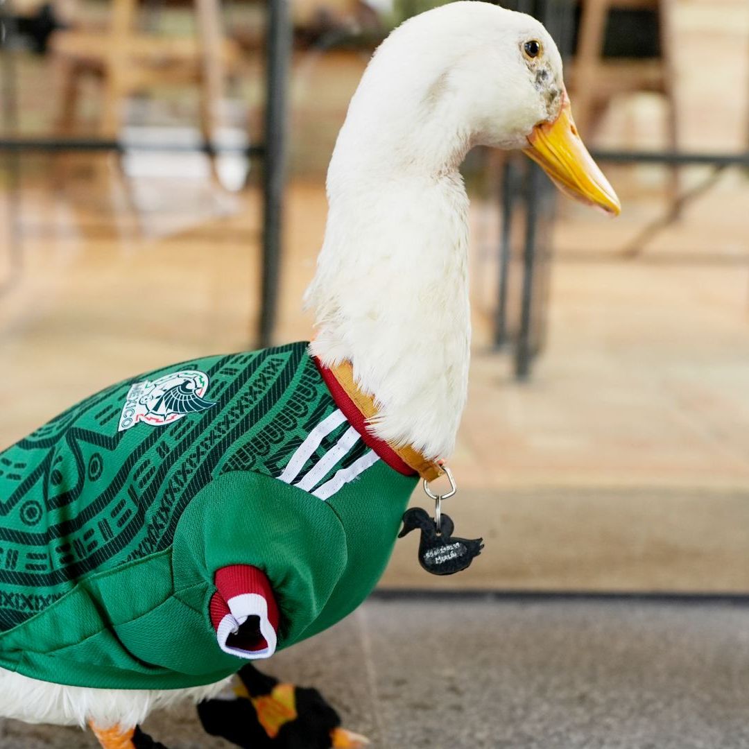 El pato Merlin, con la casaca de la selección de México, frente a un café de la Ciudad de México. Foto: AP