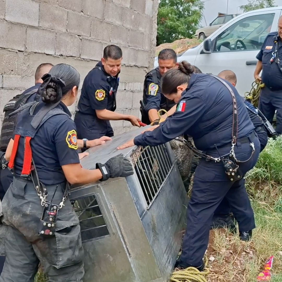 Elementos del Heroico Cuerpo de Bomberos y de la DSPM capturaron al pecarí.