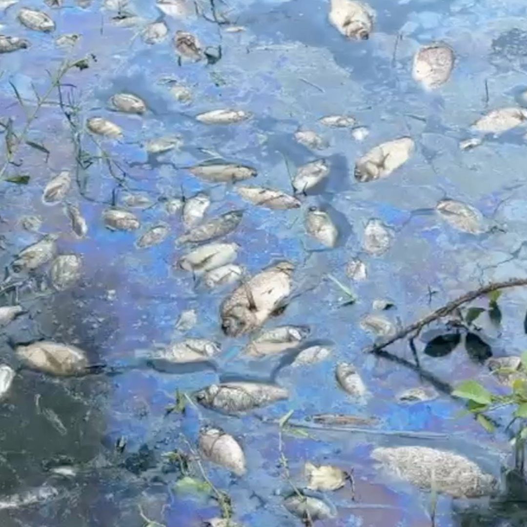 Peces muertos