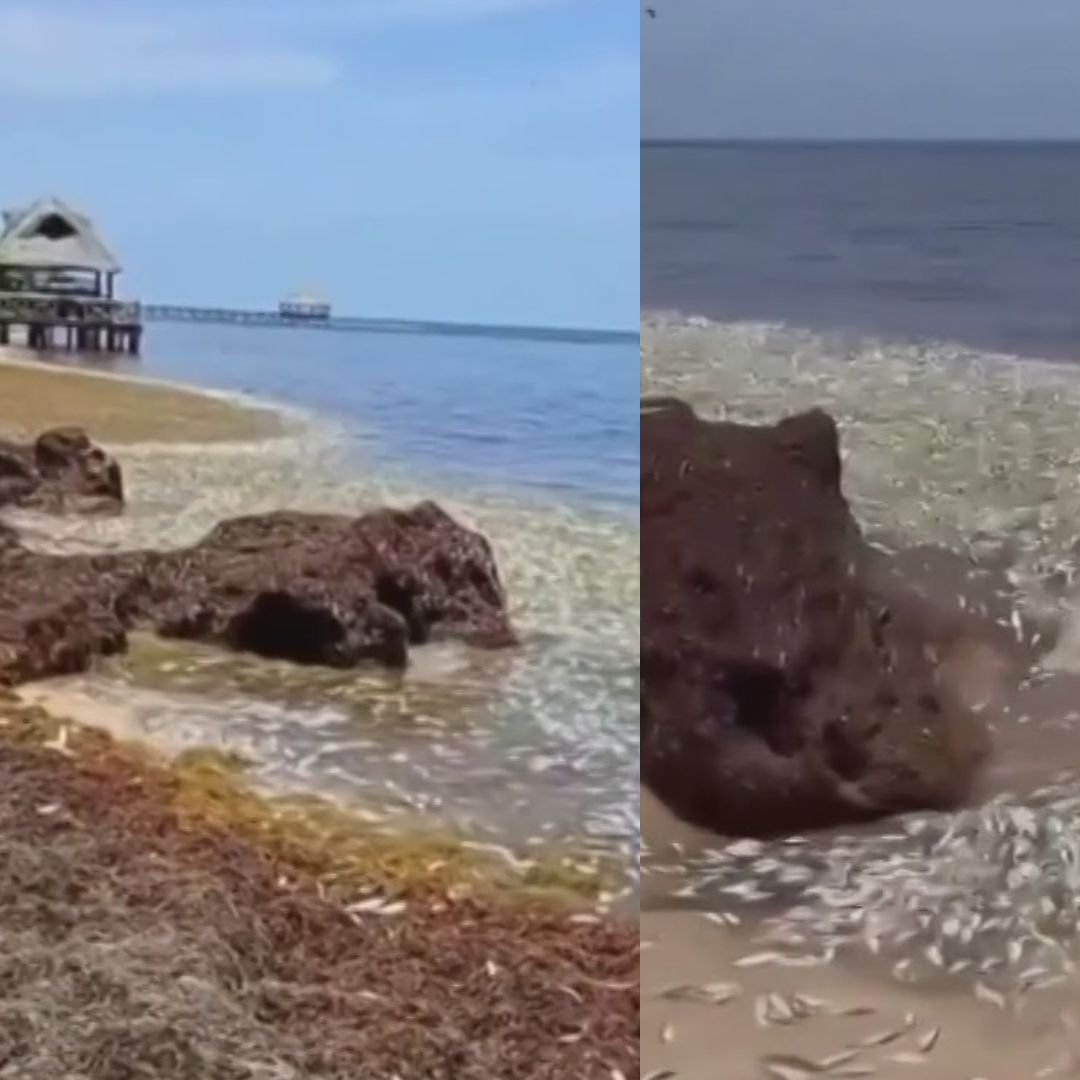 Miles de peces muertos recalaron en playas de Quintana Roo.