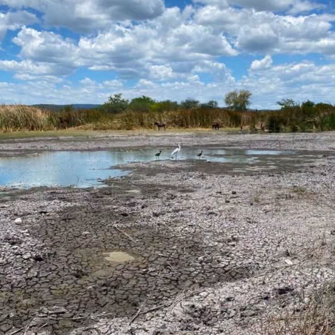 En 2023 también se reportó mortandad de peces en la zona de la laguna.