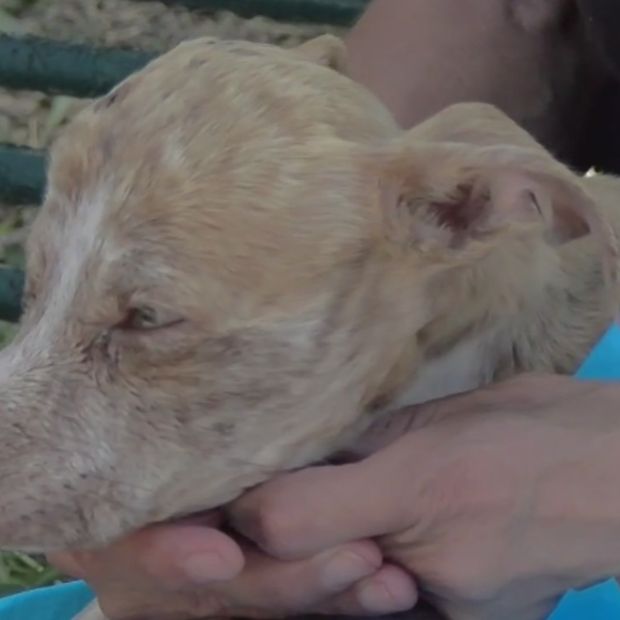 Denuncian maltrato animal en El Carmen