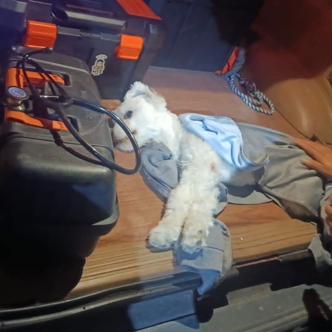 Motociclista atropella a un perro en Coronango, Puebla.