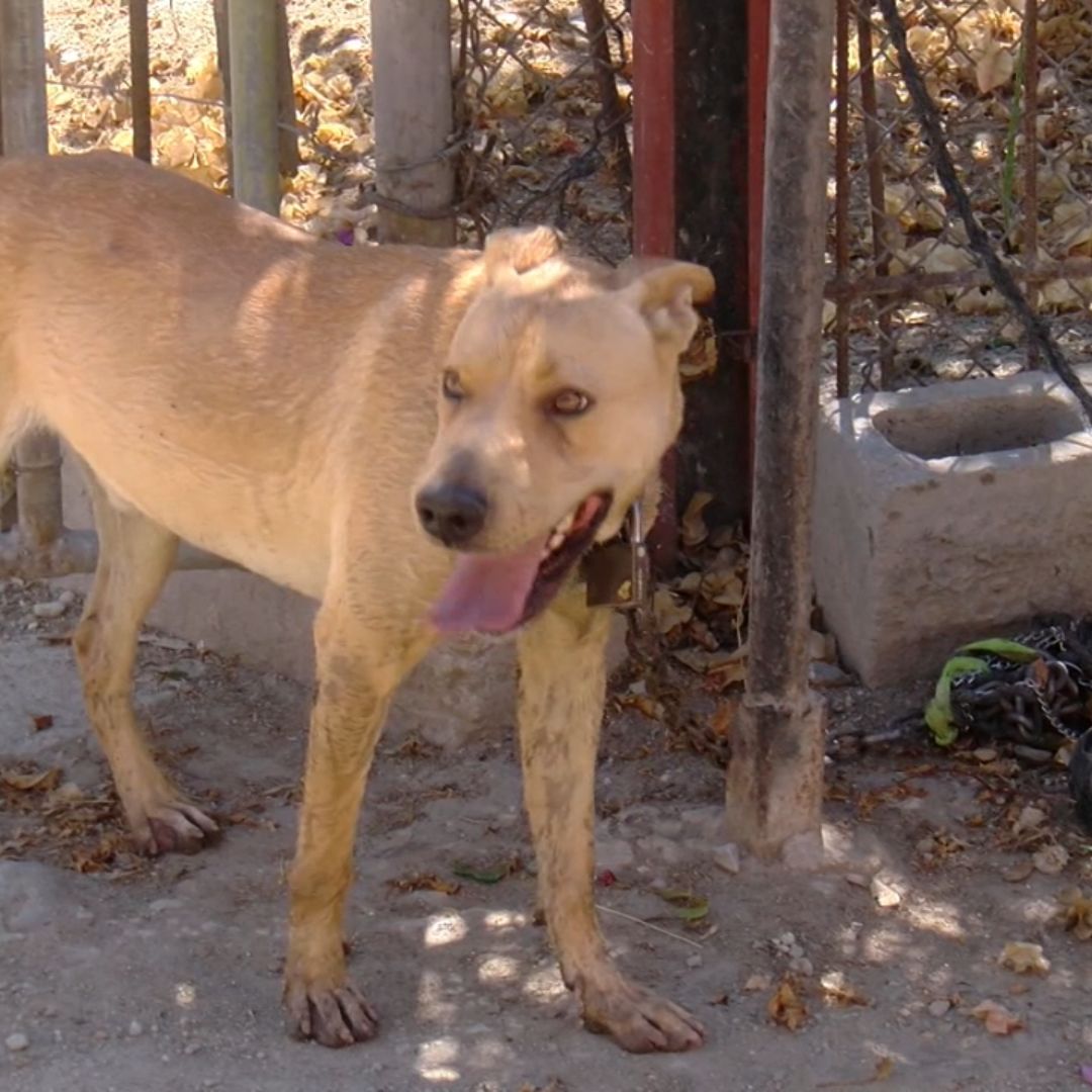 Piden Proteger a Mascotas Ante las Altas Temperaturas en Tijuana, Baja California