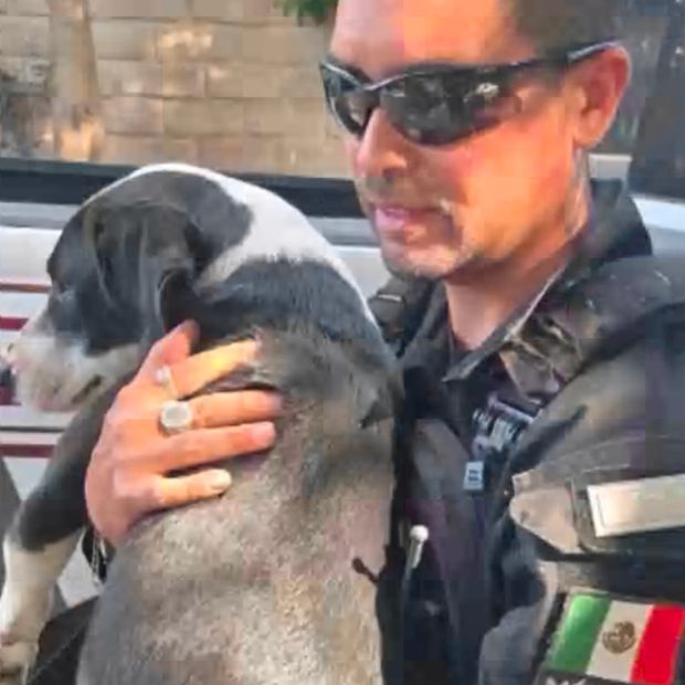 Perro rescatado