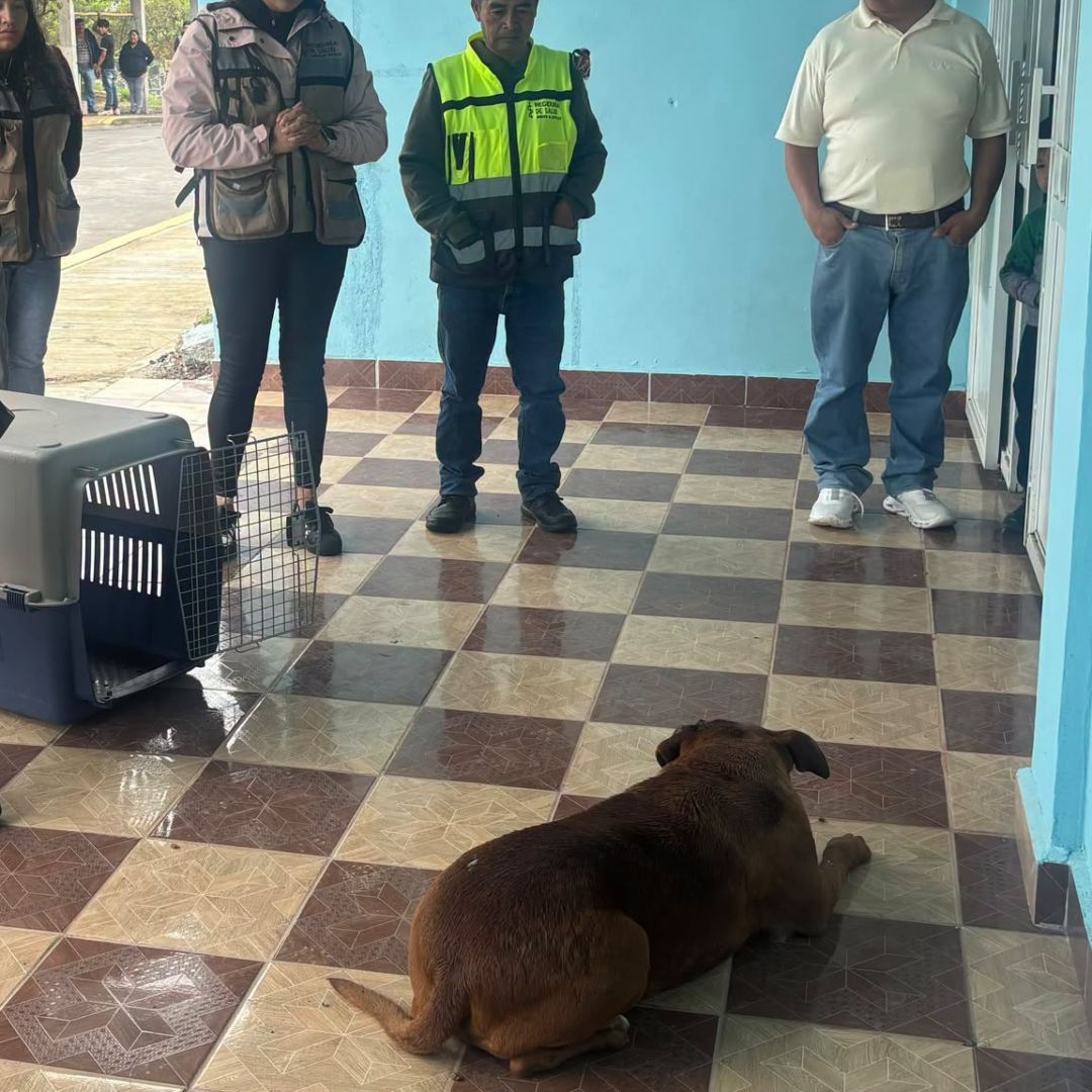 Perro Rescatado Lesionado Machete Herida Cabeza San Martín Xiutetelco Puebla