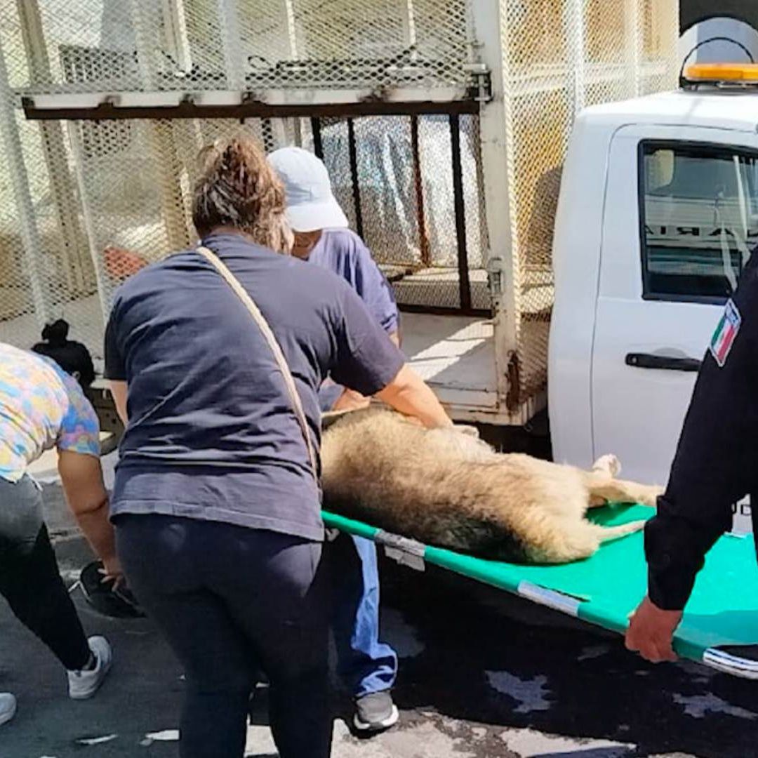 Perro maltratado