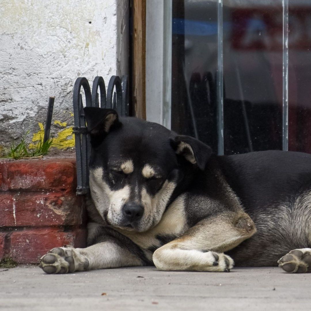 Perro