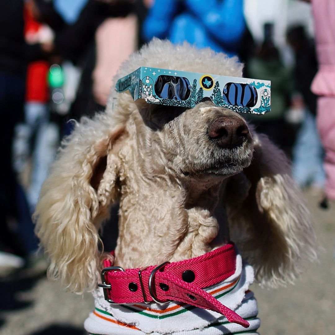 Perro mira eclipse