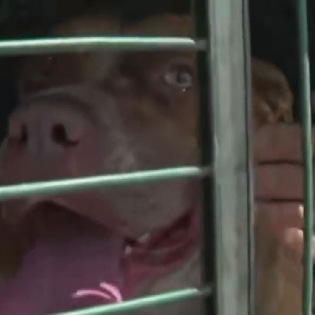 Perro pitbull