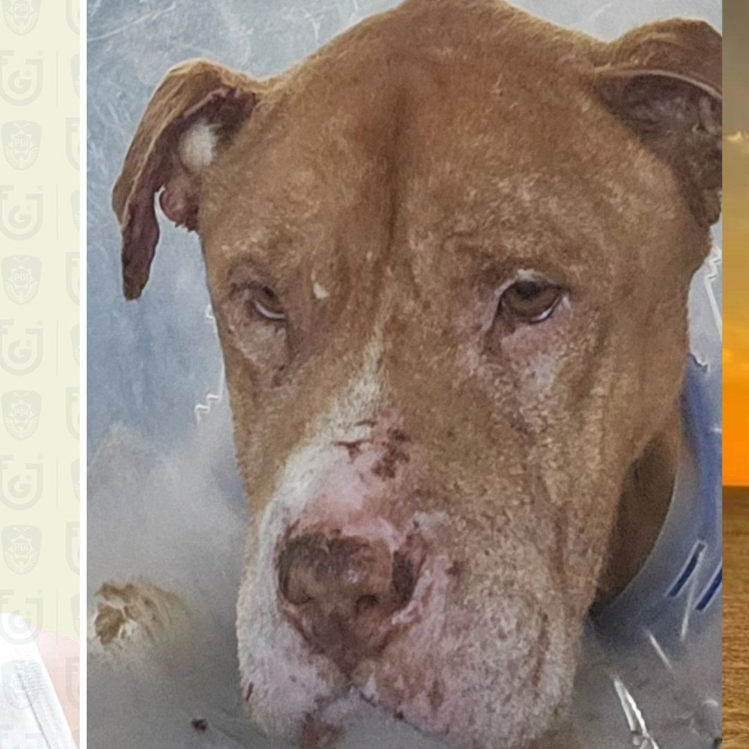 Perro Nicolás Asesinado CDMX